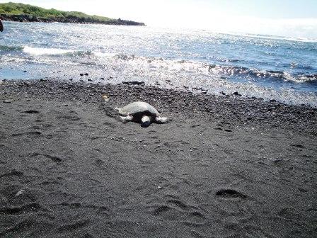 Punaluu Beach Hawaii